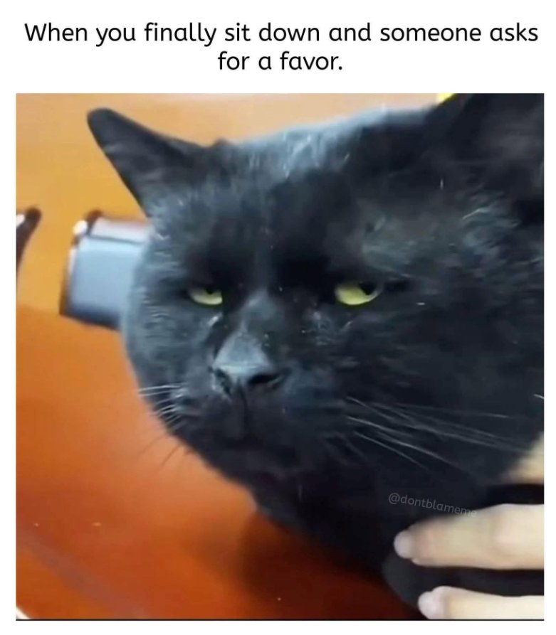 favor caturday majorgeeks.jpg